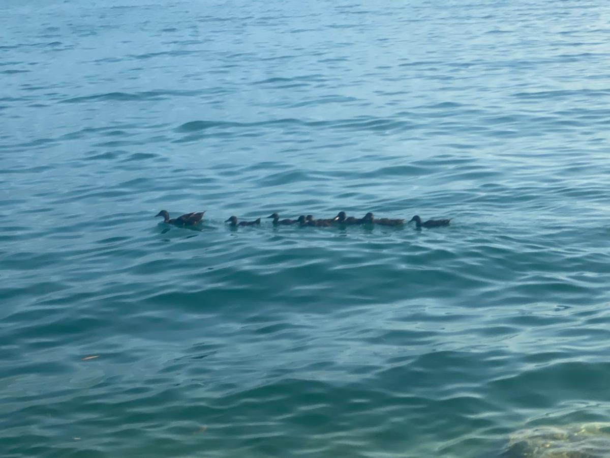10 Minuti Dal Lago Di Garda E Da Gardaland Castelnuovo del Garda Exterior foto